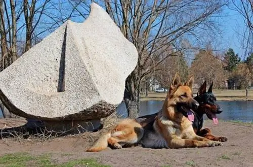 Genitori di cani da pastore doberman