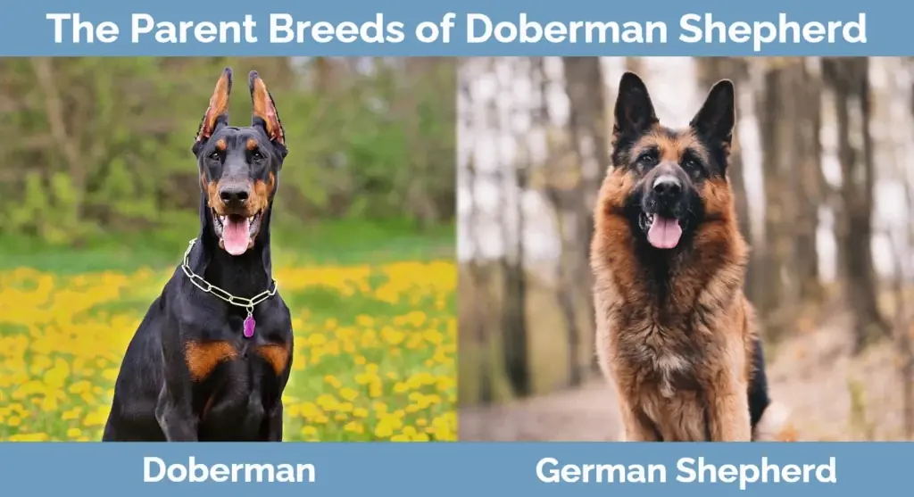 Οι μητρικές ράτσες του Doberman Shepherd