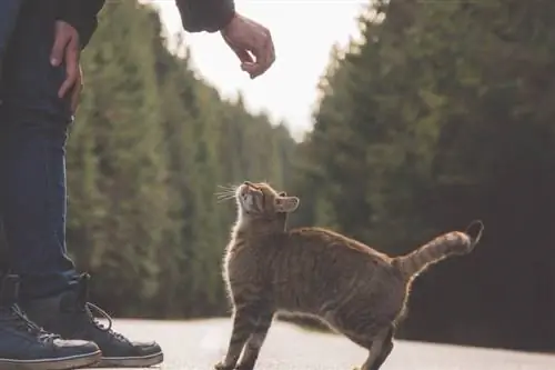 Hombre tratando de acariciar a un gato callejero