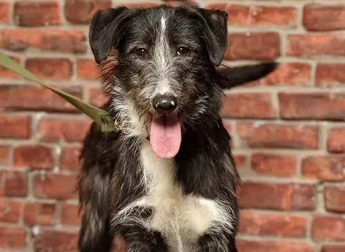 Mieszanka rasy Border Collie Charta Afgańskiego