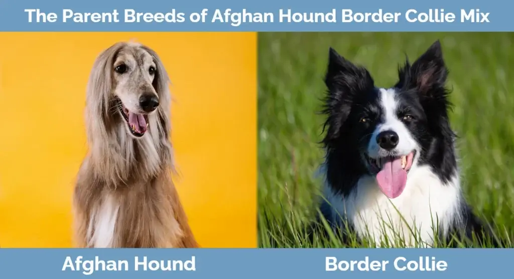 สายพันธุ์พ่อแม่ของ Afghan Hound Border Collie Mix