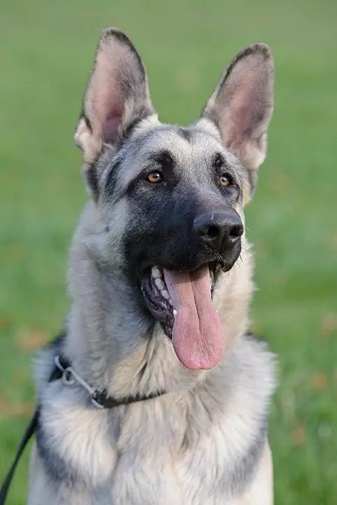 kaw nyiaj sable German shepherd