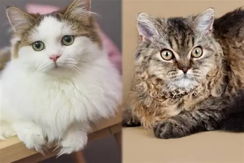 Lambkin Cat (Munchkin & Selkirk Rex Mix): Info, bilder, kjennetegn & Fakta