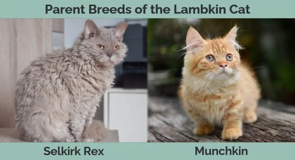 Races parentales du chat Lambkin