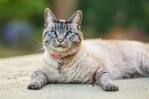 Lynx point siamese cat