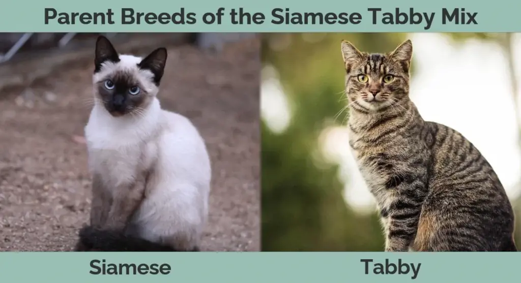 Siamese Tabby Mix-ის მშობელი ჯიშები