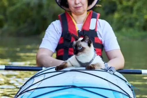 Mekong Bobtailkatt med eier