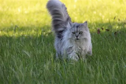 Gatto asiatico dai capelli semi-lunghi nell'erba