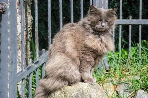 Chantilly-Tiffany-Katze auf einem Felsen