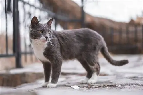 Gatinhos brasileiros de pelo curto