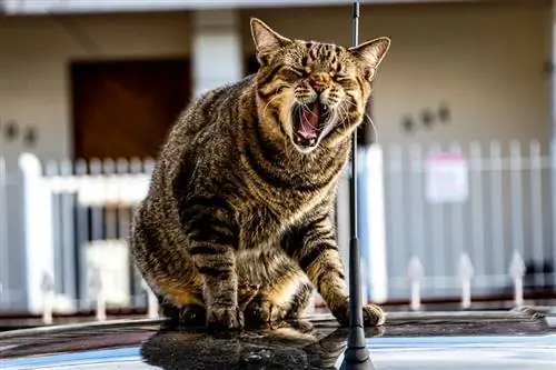 Gatto brasiliano a pelo corto che sbadiglia_