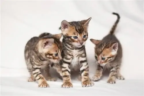 γατάκια toyger