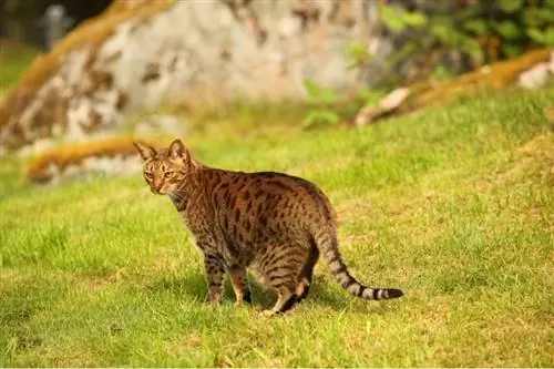 Ocicat-Katze steht auf einem Gras