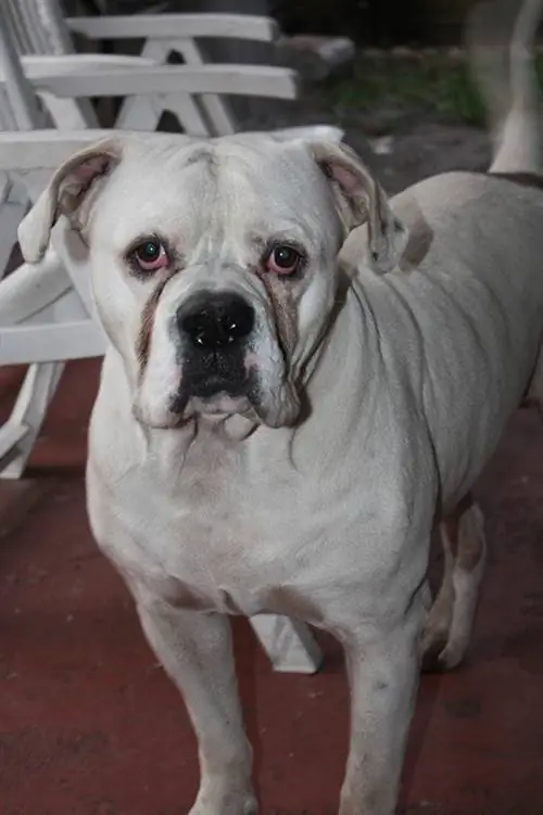 Johnson American Bulldog