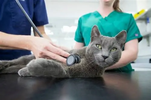 nebelung kat in veearts kliniek