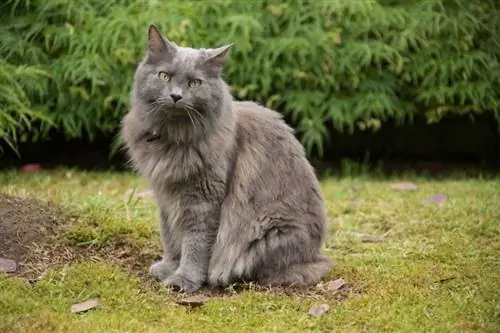 Nebelung Cat: info, afbeeldingen, kenmerken & Feiten