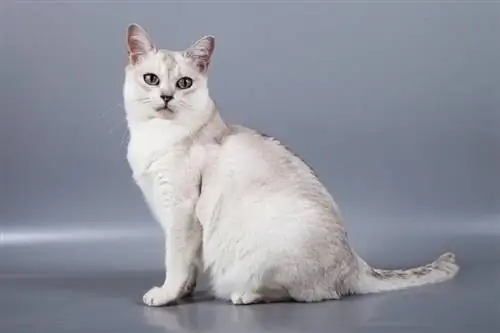 Burmilla Cat: Info, Pictures, Characteristics & Fakta