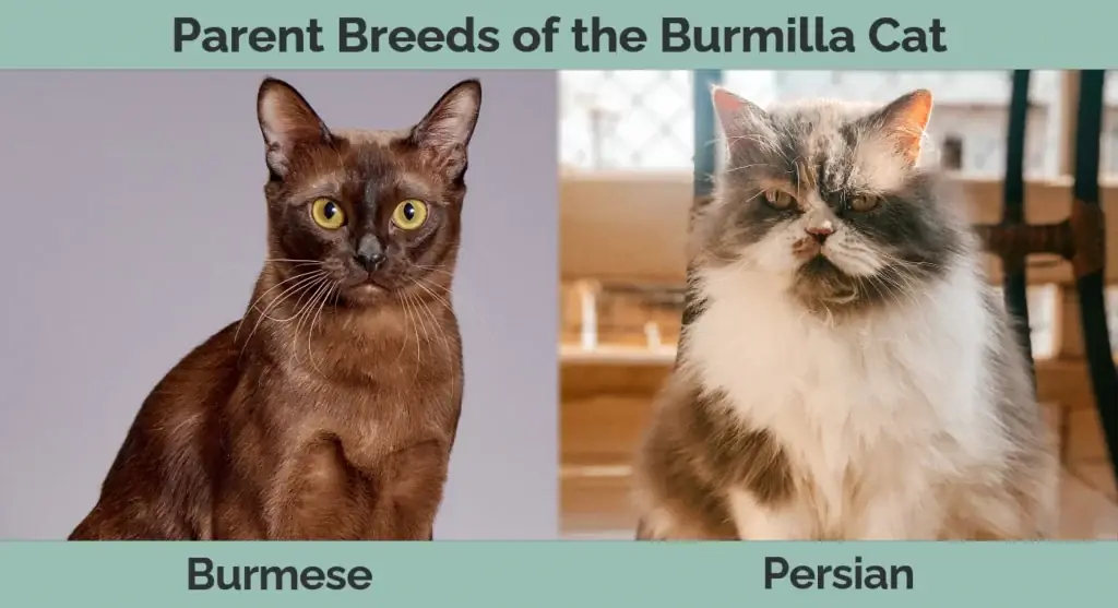 สายพันธุ์พ่อแม่ของ Burmilla Cat