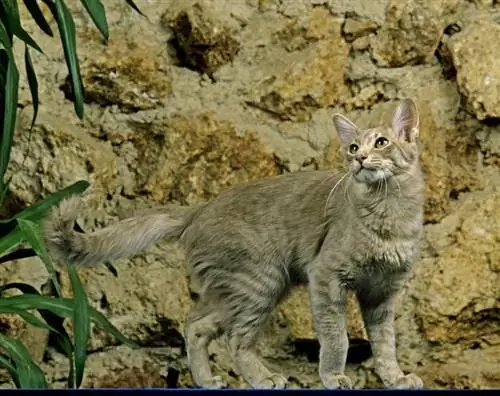 Gatto orientale a pelo lungo: informazioni, immagini, caratteristiche & Fatti