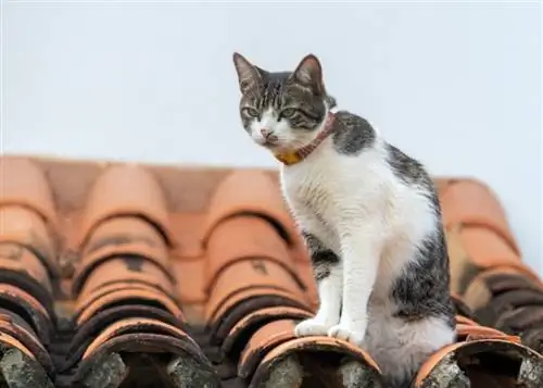 amerikansk wirehair katt på taket