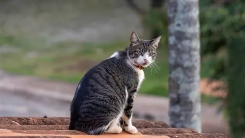 American Wirehair Cat: Info, Pictures, Characteristics & Fakta