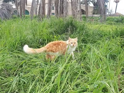 Afrodita Pişiyi: Məlumat, Şəkillər, Xüsusiyyətlər & Faktlar