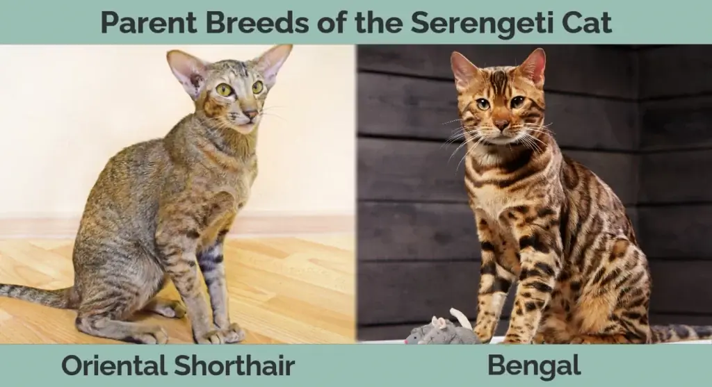 Races parentales du chat Serengeti