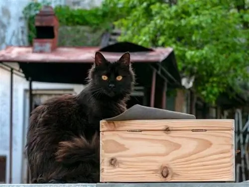 York chokladkatt på låda