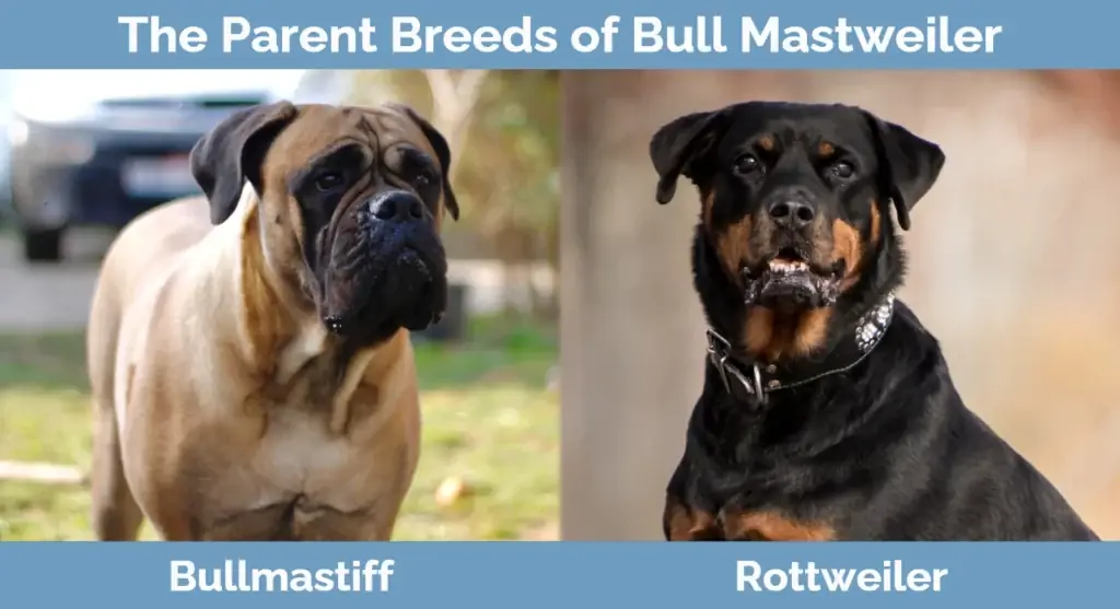 Las razas progenitoras de Bull Mastweiler