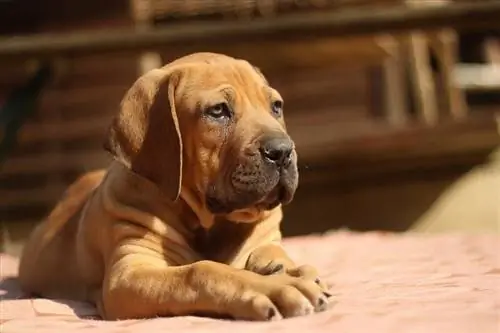 Maklumat Baka Anjing Boerboel, Gambar, Perangai, & Fakta