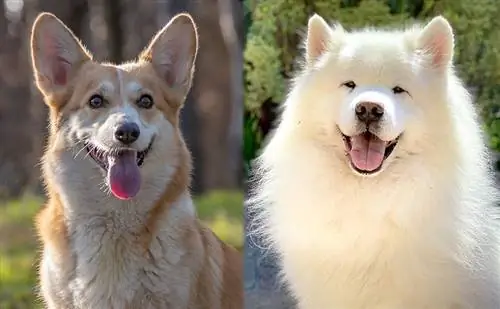 Samoyed Corgi Mix – Köpək Cinsləri Məlumatı & Şəkillər