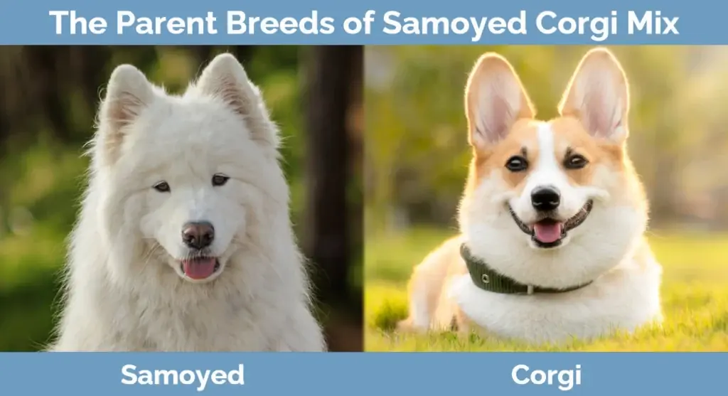 Samojeedi Corgi Mix'i vanemtõud