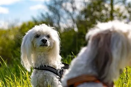 cão m altês com crista chinês ao ar livre