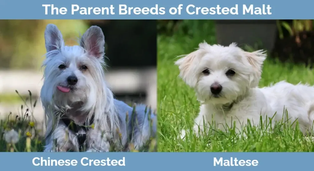 Ang magulang ay nag-breed ng Crested M alt