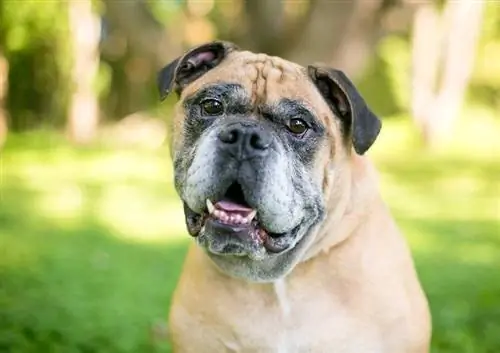 victorian bulldog