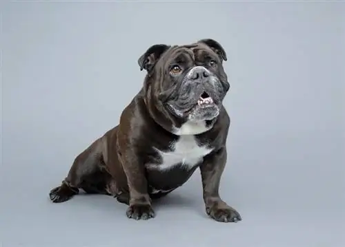 Victorian Bulldog: Məlumat, Xüsusiyyətlər & Şəkillər