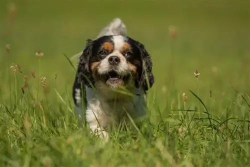 Cavachin glücklich im Gras