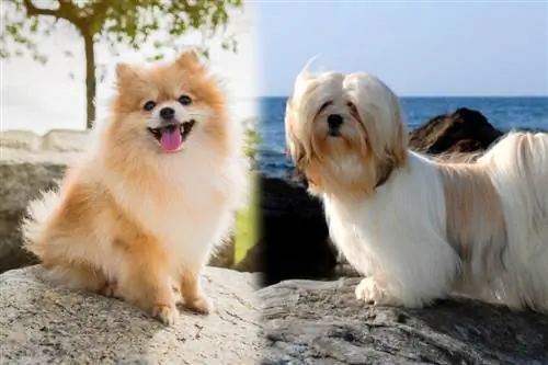 La Pom (Lhasa Apso & Pomeranian Mix) – Info, Pictures, Traits