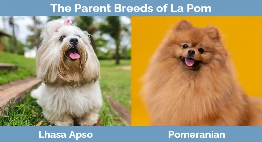 Les races progenitores de La Pom