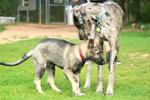 Great Dane และ German Shepherd