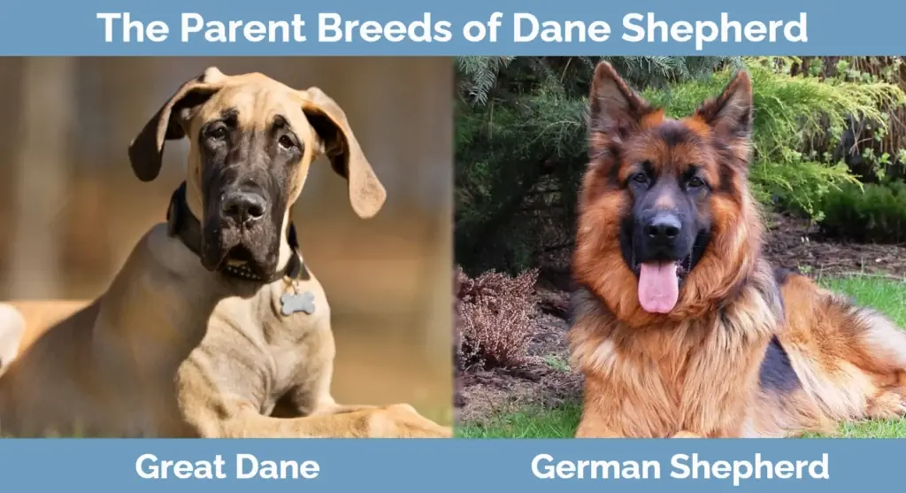 Baka induk Dane Shepherd