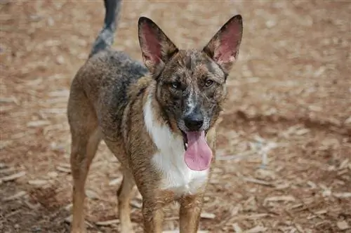 Catahoula German Shepherd Mix: รูปภาพ, อารมณ์ & นิสัย