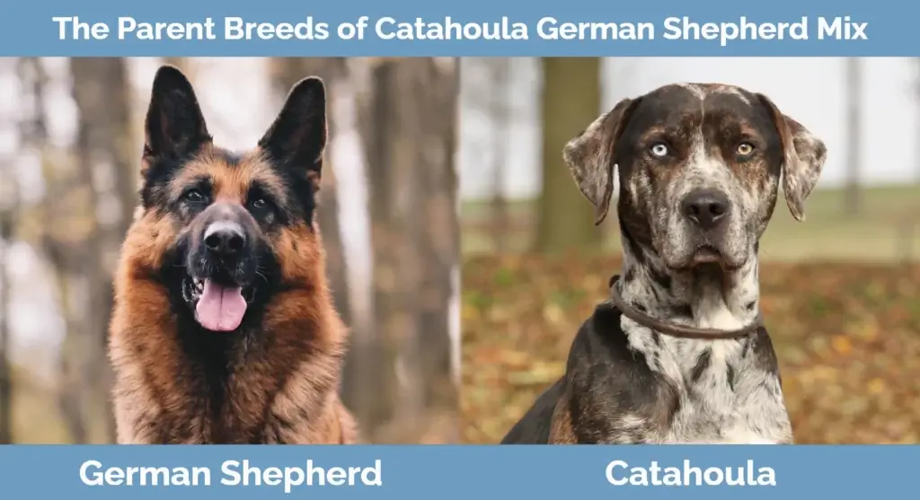 Le razze dei genitori di Catahoula German Shepherd Mix