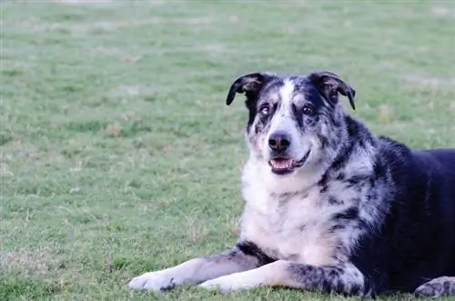 German & Australian Shepherd Mix: información, imágenes, hechos, características