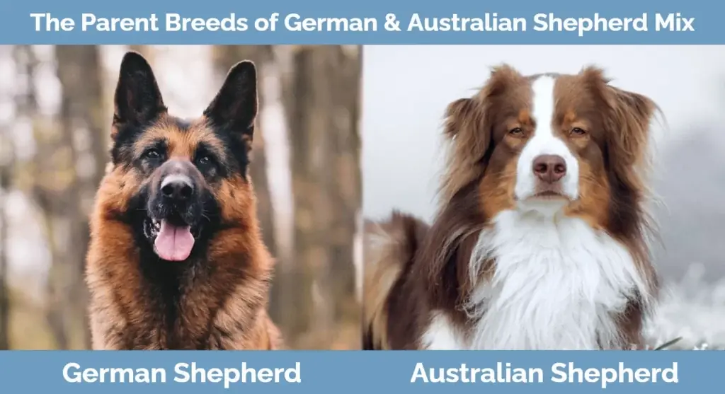 Οι μητρικές ράτσες του German & Australian Shepherd Mix