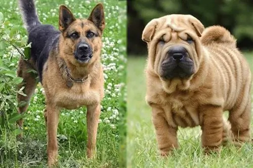 German Shepherd Shar-Pei Maklumat Campuran: Gambar, Perangai & Sifat