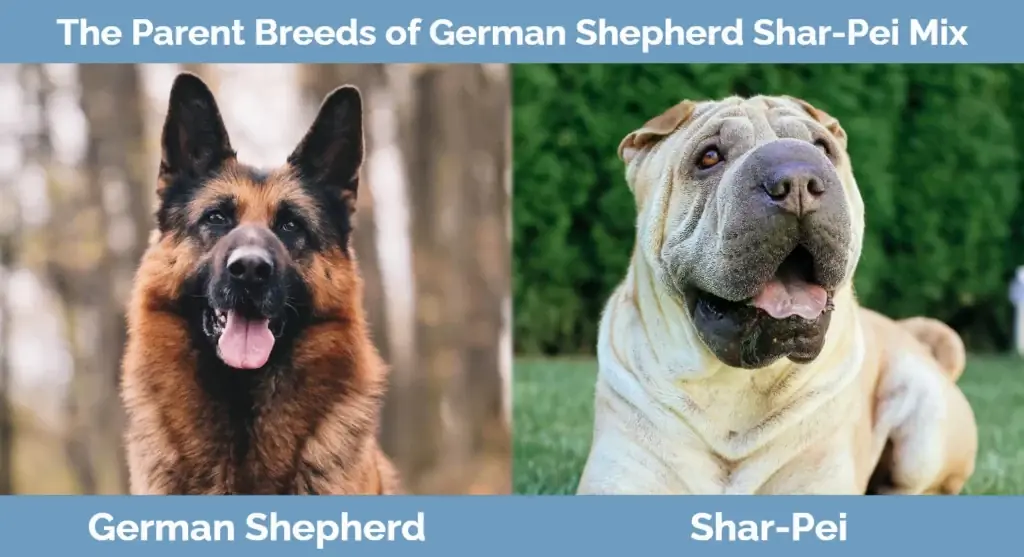 Foreldrerasene til schæferhunden Shar-Pei Mix