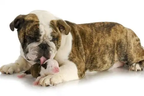 Mutter der englischen Bulldogge mit zwei Wochen altem Welpen_willeecole photography_shutterstock