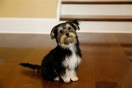 Morkie (m altesiska & Yorkie Mix) Info, bilder, fakta, egenskaper