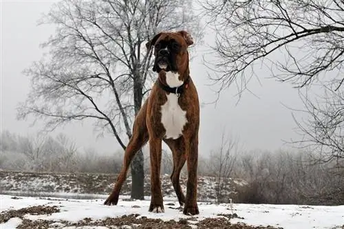 Boxer steht aufrecht